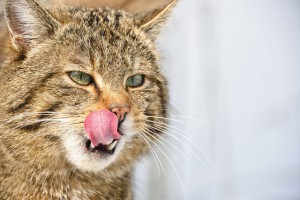 2015-24_NaturOrte-Quiz_wildkatze