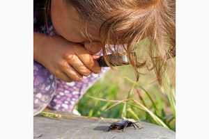 Lebewesen untersuchen – Offline-Ferien – Magazin SCHULE ONLINE