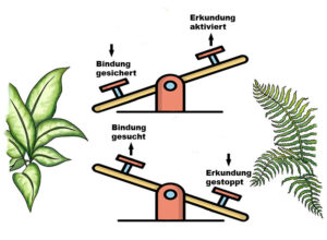 Erziehung und Bindung: die Bindungs-Erkundungs-Wippe – Magazin SCHULE