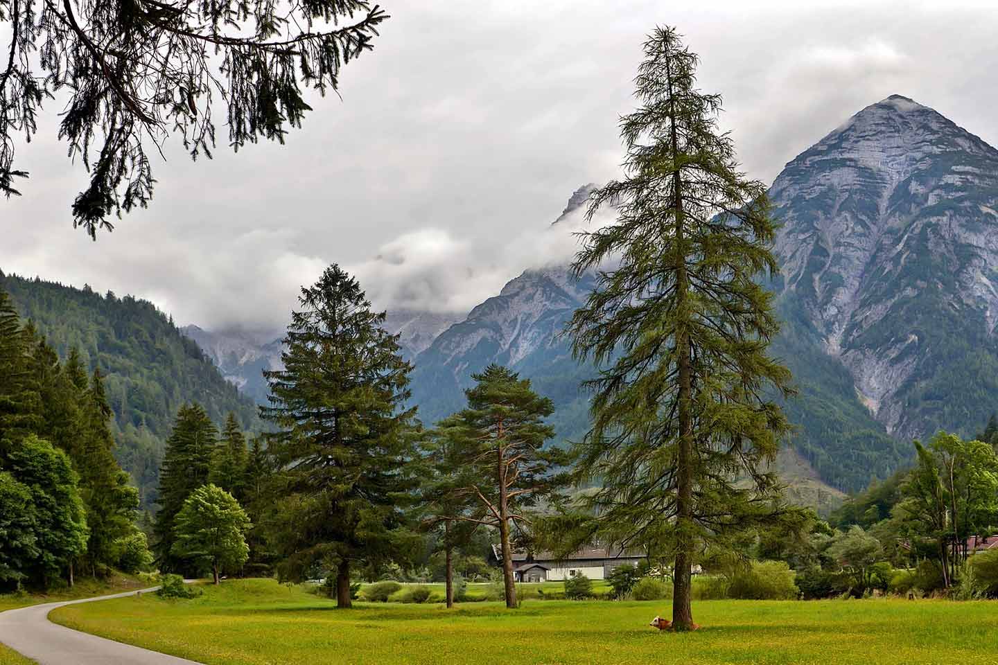 Test Allgemeinwissen - Welcher Baum wirft seine Nadeln ab?